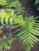 SH Tree Fern (ls)