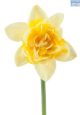 Hadeco Daffodil Dick Wilden