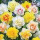 Hadeco Daffodil Mixed Doubles