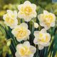 Hadeco Daffodil White Lion