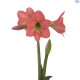 Amaryllis Bella Rosa Salmon Potted