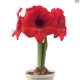 Amaryllis Double Six brilliant Red Potted