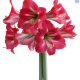 Amaryllis Hot Lips Striking Pink White Potted