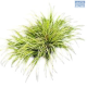 DH Acorus Grass