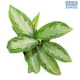 DH Aglaonema Silver