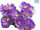 DH Aster Mauve