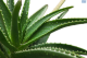 DH Herb Aloe Vera