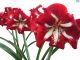 Hadeco Amaryllis Amico - Dark Red with White Brush