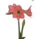 Hadeco Amaryllis Bella Rosa Salmon