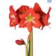 Hadeco Amaryllis Christmas Star - Fire Red with White Centre