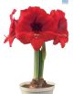 Hadeco Amaryllis Double Six - Brilliant Red