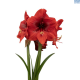 Hadeco Amaryllis Miracle - Dark Red