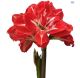 Hadeco Amaryllis Rock n Roll - Red With White