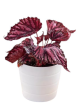 DH Begonia Rex Potted Ass