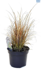 DH Carex Bronze