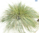 DH Carex Frosty