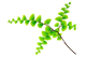 DH Fern Maidenhair