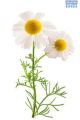 DH Herb Chamomile