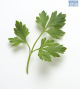 DH Herb Coriander