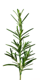 DH Herb Rosemary