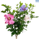 DH Hibiscus Tricolor