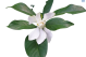 DH Jasmine Sambac