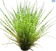 DH Miscanthus Zebra Grass