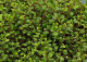 DH Muehlenbeckia Axillaris Wire Vine Potted