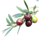 DH Olive Frontoio