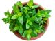 ES Herb Mint Pot