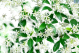 DH Star Jasmine