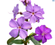 DH Tibouchina Purple