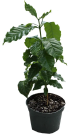 Fruit-it Fruit Tree Coffee XL