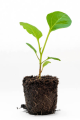 Fruit-it Fruit Tree Egg Plant S