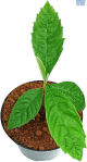 Fruit-it Fruit Tree Loquat S