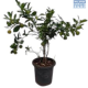 Fruit-it Fruit Tree Orange XL