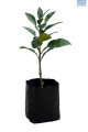 Fruit-it Fruit Tree Shaddock L