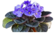 LG African Violet