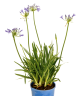 LG Agapanthus Lady Luck