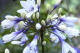 LG Agapanthus Twister