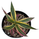 LG Agave Lophantha Tri Colour