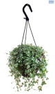 LG Pilea Glaucophylla H Basket
