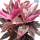 LG Cordyline Mambo