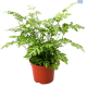 LG Fern Pteris Evergemiensis 12cm