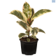 LG Ficus Elastica Tinke