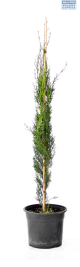 LG Pencil Cypress