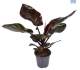 LG Philodendron Black Cardinal