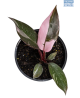 LG Philodendron flashed Pink Princess