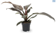 LG Philodendron Imperial Red