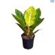 LG Philodendron Moonlight